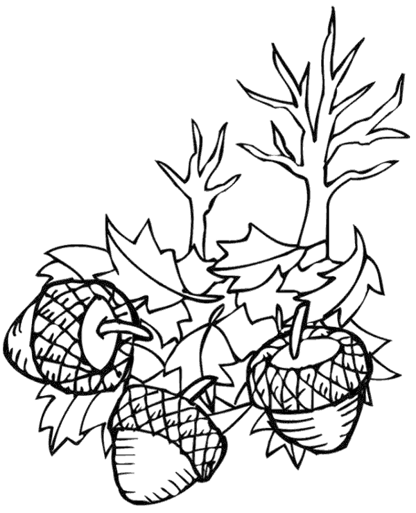 Acorns coloring page for children