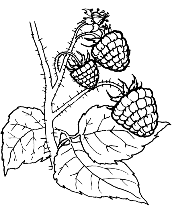 Raspberries coloring page garden fruits