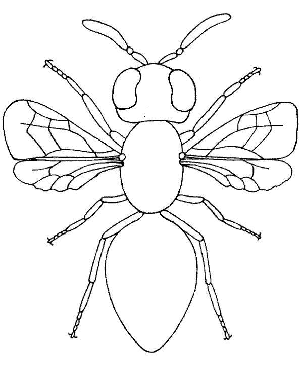 Fly image to print