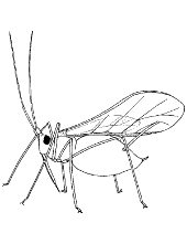 Locust images for children and paint