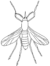 Image with flying insect