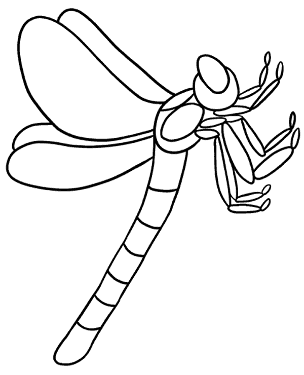 Dragon fly insect