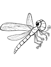Dragonfly insect