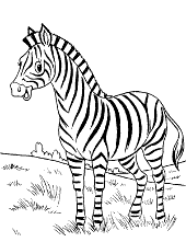 Zebra on step
