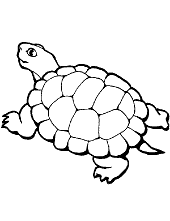 Tortoise coloring sheet