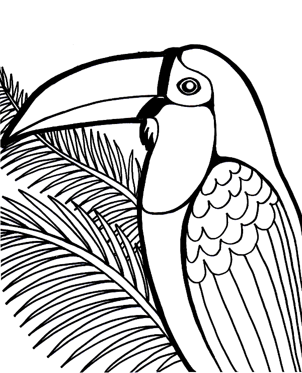 Toucan coloring page to print
