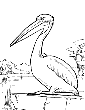 Pelican by the lake