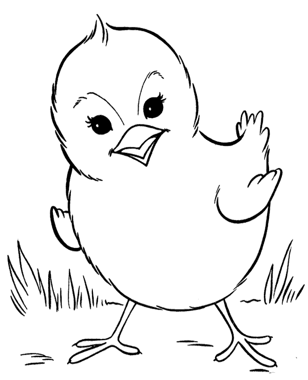 A little chicken printable coloring illustration