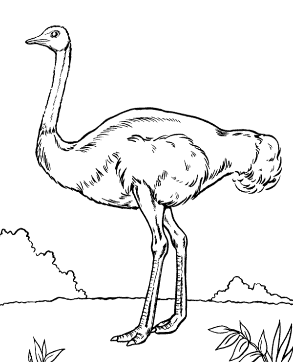 African ostrich bird on a picture to color