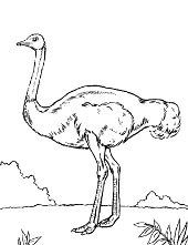 Ostrich safari