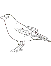 Image bird coloring