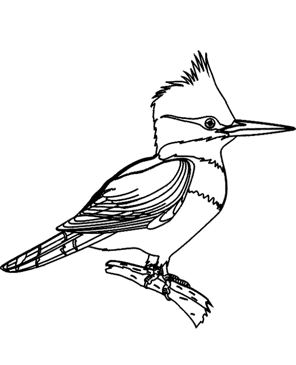 Rare birds coloring page for children