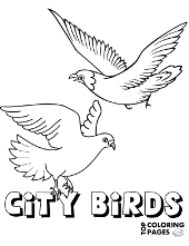 Two city birds