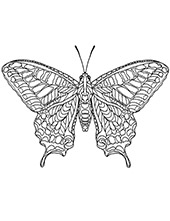 Butterfly for coloring