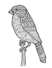 Coloring page with bird