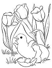 Little chick and tulips color for free