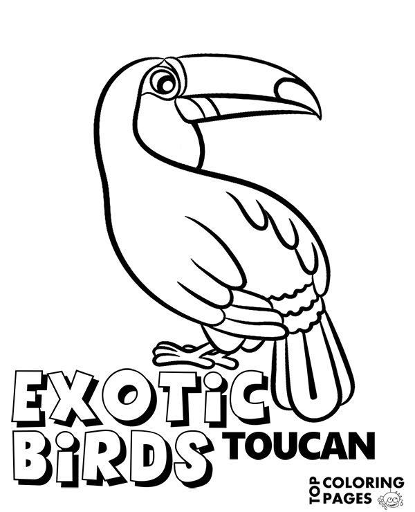 Picture of toucan to color
