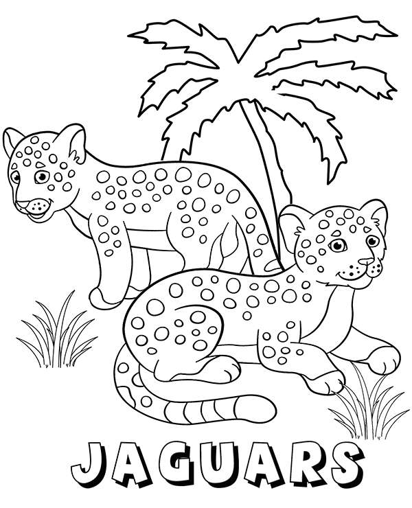 Two young jaguars on coloring book