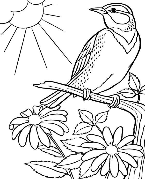 Chipping sparrow birds coloring pages sheets