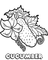 Cucumber realistic coloring page