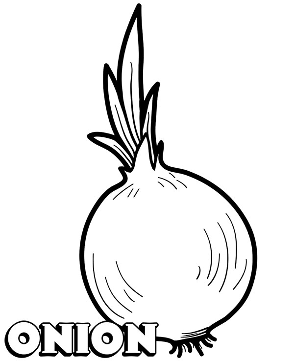 Realictic onion coloring page and name
