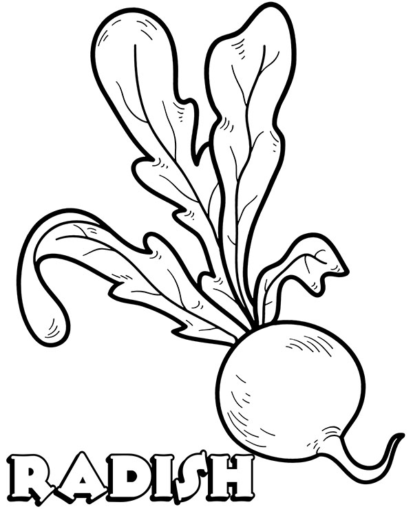 Realistic radish coloring page vegetable