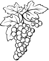 Bunch of grapes fruits coloring pages