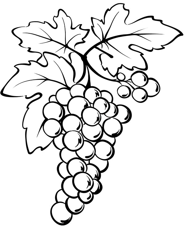 Grapes coloring sheet for children