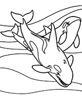Killer whale orc printable coloring pages