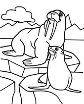 Walrus and seal coloring page