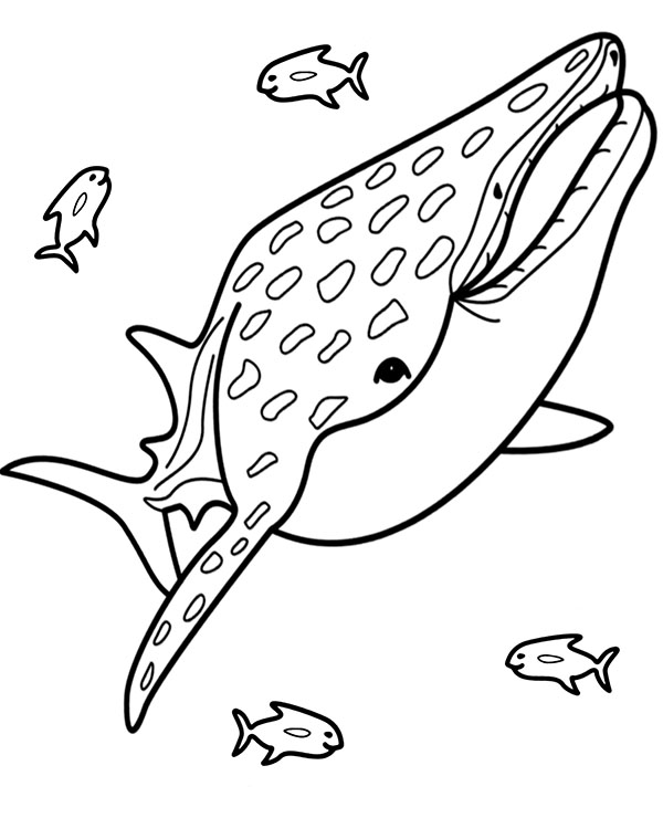 Coloring sheet whale coloring page for kids