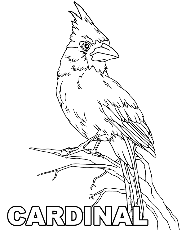 Cardinal a bird free coloring page