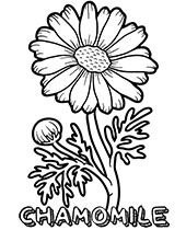 Chamomile flower to print and color