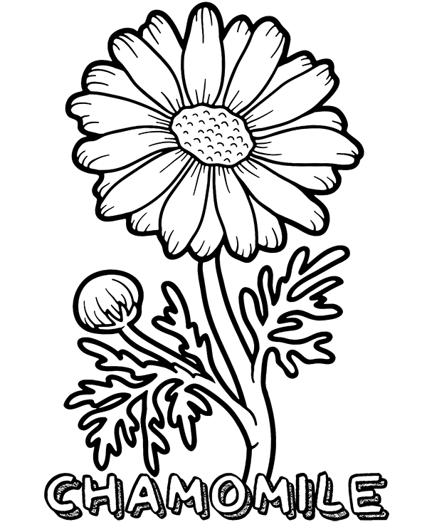 Quality chamomile coloring page for children