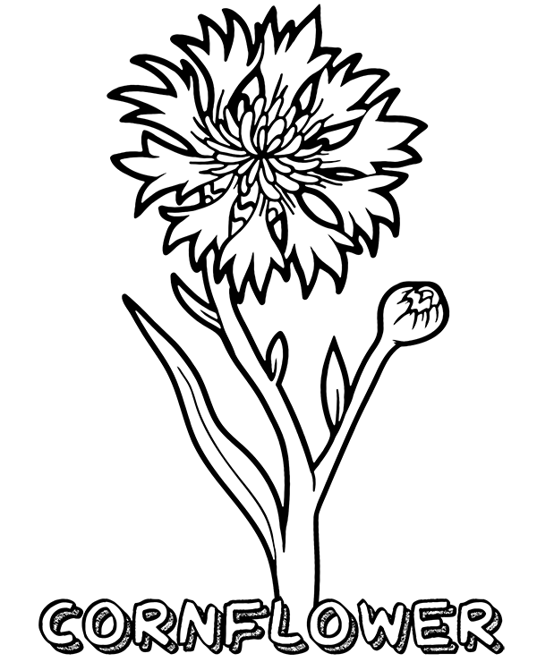 Cornflower coloring page for kids