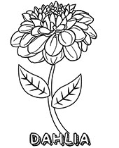 Dahlia coloring worksheet for free