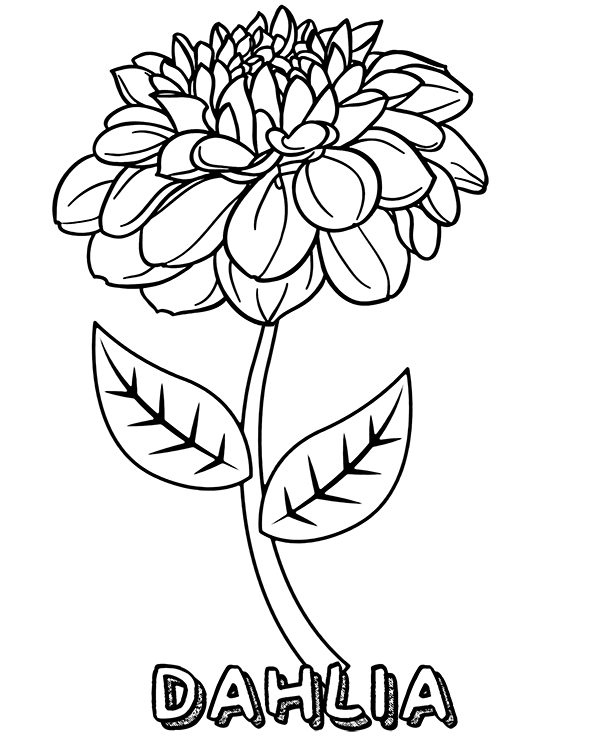 Quality flower dahlia coloring page
