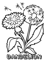 Dandelion coloring picture for kids