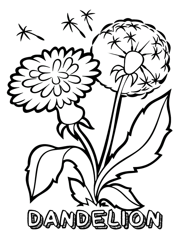 A big dandelion coloring worksheet