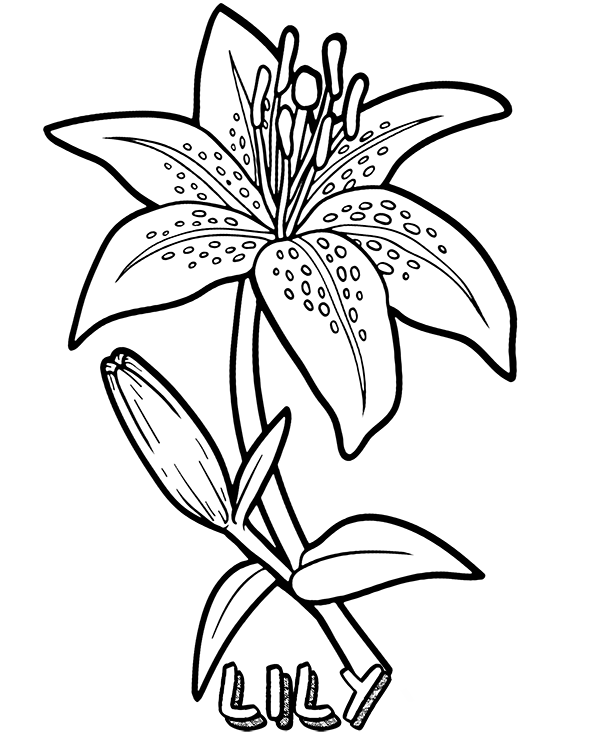 Big lily coloring page to download