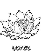 Quality lotus flower coloring page