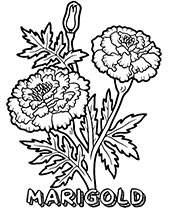 Blooming marigolds coloring page