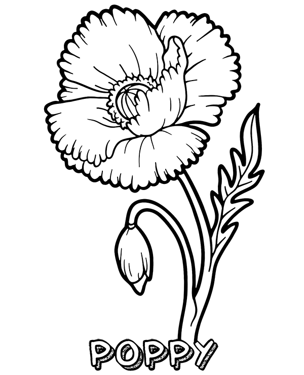 Blooming poppy coloring page for kids