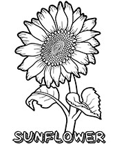 A small picture of sunflower with a name