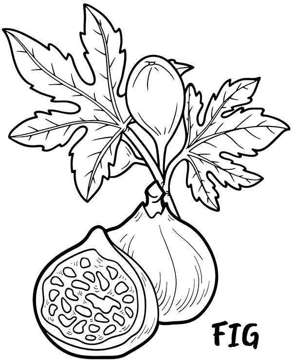 Fig coloring page fruit