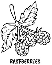 Free raspberry coloring page to print fruits