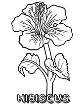 Hibiscus flower coloring sheet for kids