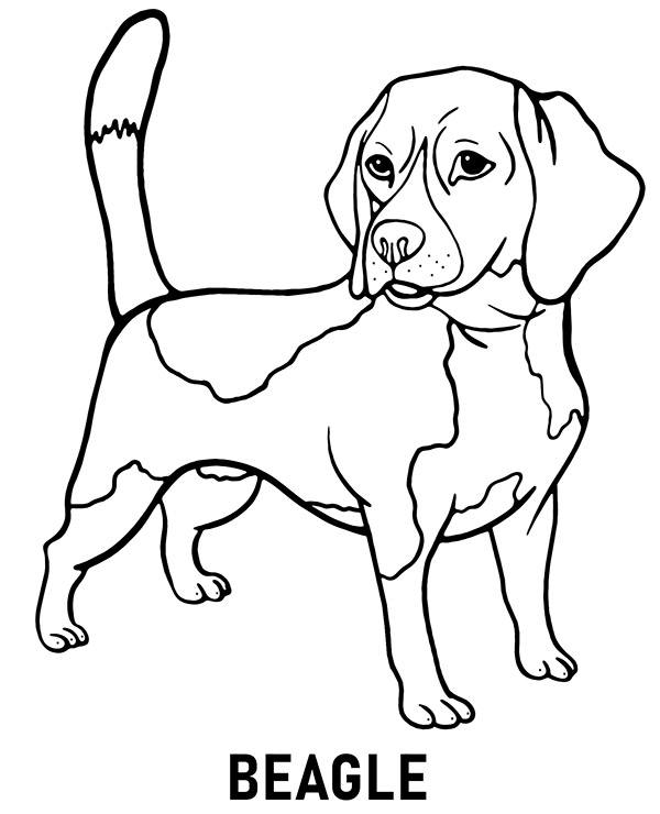 Beagle coloring page dog