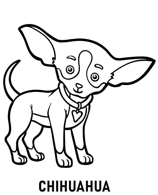 Chihuahua coloring page to print