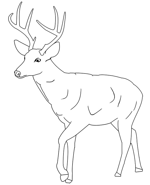 Printable deer coloring page animal